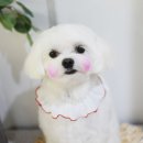 빛나펫살롱 이미지