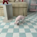 윈 | 대전 강아지 수제간식 '페트윈(Petween)' 후기