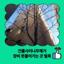 양천 스카이 유도 체육관 | 건물사이나무제거 장비 못들어가는 곳 벌목