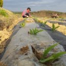 덕암농원 이미지