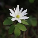 바람꽃건강 이미지