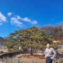 상주 낙화담 소나무 | 상주 화동면 판곡리 낙화담 처진소나무