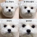 이차돌 이미지