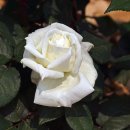 로얄(ROYAL) 이미지