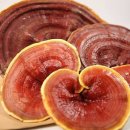 불로초교 이미지