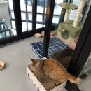 내일더예쁘개 이미지