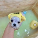 빵독 반려미용실 이미지