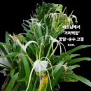 베트남 푸꾸옥여행 먹고 자고 각종수전 한국과비교 다녀왔습니다
