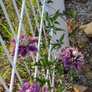 클레마티스 이미지