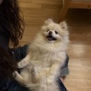 망고타로