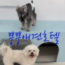 뿡뿡애견호텔 이미지