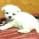 수컷 이미지