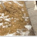 부산 강아지분양 디테일퍼피 이미지