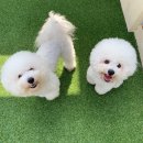슈라즈하우스 네이버블로그