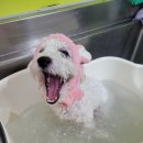 개꿀이발소 이미지