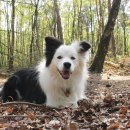 이 가축병원 이미지