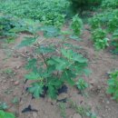 두일농장 이미지