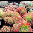 해림농장 이미지