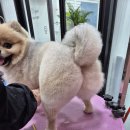 봄날의 댕댕이 이미지