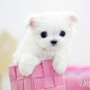 캐터리 플러스 이미지