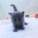 블루&펫 이미지