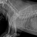 아이숲동물병원 이미지