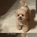 예쁘개 미용할개 이미지