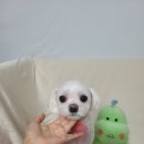 미소애견미용실 이미지