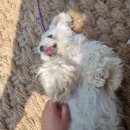 꿈꾸는 댕 이미지