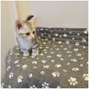 도그마루 고양이 강아지 무료분양 | 강아지무료분양,고양이무료분양, 하남도그마루 탐방기