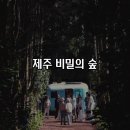 새소망목장 | [제주] 제주 서귀포시 가볼만한곳 스냅촬영 성지 안돌오름 비밀의숲