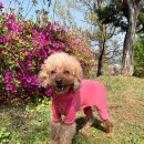 강아지여름옷 : 기능성 해충 방지 올가드 올인원 오와(OOHWAA)