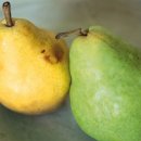 모과