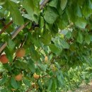애프리코트(APRICOT) 이미지