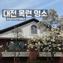 씨유대전오정한남점 | 대전 목련 명소 한남디자인팩토리 | 조용하게 사진 찍기 좋은 곳