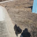 포랑 Daum카페