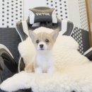 착한애견분양원주점