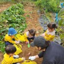 고구마캐기-하늘반( 유은수ㆍ유은서 )어머니 감사합니다~^^♡ 이미지