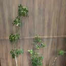 씨유 가로수길점 | [창원/용호동] 가로수길 점심 양산도 내돈내산 후기