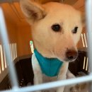 고은켄넬 이미지