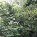 자연산약초 이미지