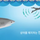 샤크