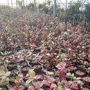 들뫼영농조합법인 이미지