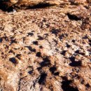 진주 유수리 백악기 화석산지 이미지