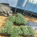 영애농장 이미지