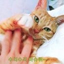 반할꼬양 이미지