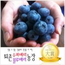 퇴촌블루베리농장