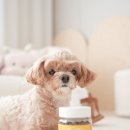 세븐펫 | 강아지 분리불안 스트레스 증상에 도움되는 펫세븐