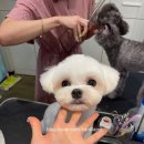 짱이야 애견미용 이미지