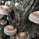 능금농장2 이미지